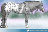 Horse Color:Black Appaloosa Rabicano 