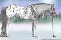 Horse Color:Black Appaloosa Rabicano