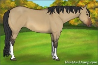 Horse Color:Bay Dun