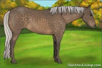 Horse Color:Silver Buckskin 