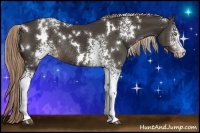 Horse Color:White Spotted Liver Chestnut Rabicano 