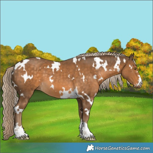 Horse Color:White Spotted Chocolate Palomino