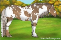 Horse Color:White Spotted Chocolate Palomino