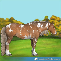 Horse Color:White Spotted Chocolate Palomino