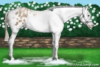 Horse Color:White Spotted Liver Chestnut Pearl Appaloosa