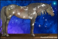 Horse Color:White Spotted Liver Chestnut 