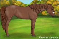 Horse Color:Red Roan 