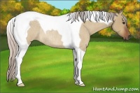 Horse Color:Silver Brown Roan Dun Tobiano Rabicano 