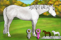 Horse Color:Gray Black 