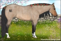 Horse Color:Bay Roan Dun 