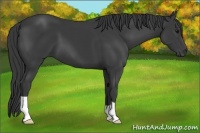 Horse Color:Smoky Black