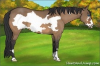 Horse Color:Brown Dun Frame 