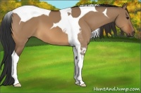 Horse Color:Bay Dun Tobiano