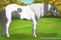 Horse Color:Black Tobiano Varnish 
