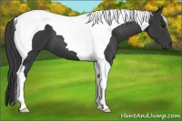 Horse Color:Black Tobiano 