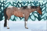 Horse Color:Bay Roan Tobiano
