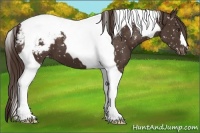 Horse Color:Liver Chestnut Tobiano Appaloosa