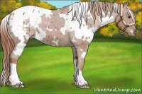 Horse Color:White Spotted Chestnut Blanket 
