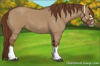 Horse Color:Red Dun Roan Splash Frame Rabicano 