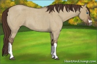 Horse Color:Liver Red Dun Roan Splash Frame Rabicano