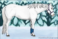 Horse Color:Silver Black Splash Tobiano Appaloosa 