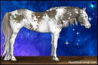 Horse Color:White Spotted Chocolate Palomino Splash