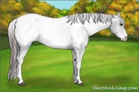 Horse Color:White Spotted Black Appaloosa 