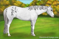 Horse Color:Blue Roan Appaloosa 