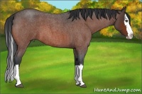Horse Color:Bay Roan Splash