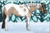 Horse Color:Bay Roan Dun Tobiano
