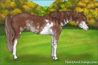 Horse Color:Chestnut Sabino