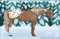 Horse Color:Chestnut Appaloosa