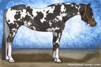 Horse Color:White Spotted Liver Chestnut 