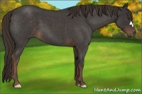 Horse Color:Liver Red Roan 