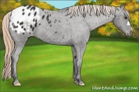 Horse Color:Liver Chestnut Appaloosa 