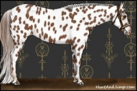 Horse Color:Chestnut Appaloosa 