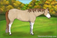 Horse Color:Red Dun Roan Splash Frame Rabicano