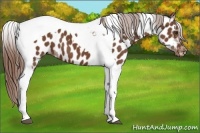 Horse Color:Chestnut Tobiano Near Leopard