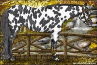Horse Color:Blue Roan Near Leopard 