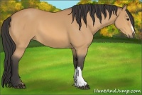 Horse Color:Buckskin 