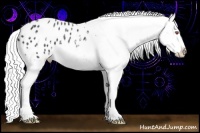 Horse Color:Silver Black Chinchilla Appaloosa Rabicano