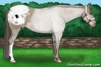 Horse Color:Liver Red Dun Appaloosa 