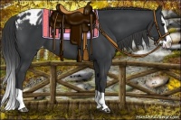 Horse Color:Black Splash Appaloosa 
