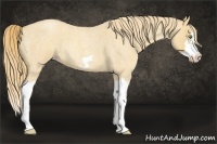 Horse Color:Gold Champagne Roan Dun Splash Frame Rabicano 