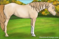 Horse Color:Gold Champagne Pearl 