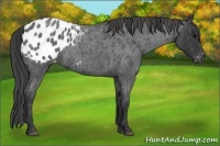 Horse Color:Blue Roan Appaloosa 