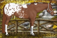 Horse Color:Chestnut Tobiano Varnish 