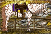 Horse Color:Chestnut Near Leopard 