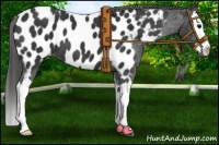 Horse Color:Black Sabino Splash Near Leopard 