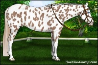 Horse Color:Red Roan Splash Near Leopard 